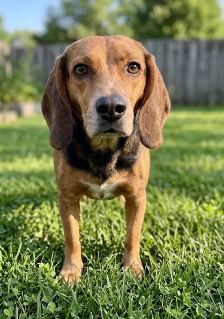 A young small-sized female Beagle dog named Dolly for adoption in St. Augustine, FL