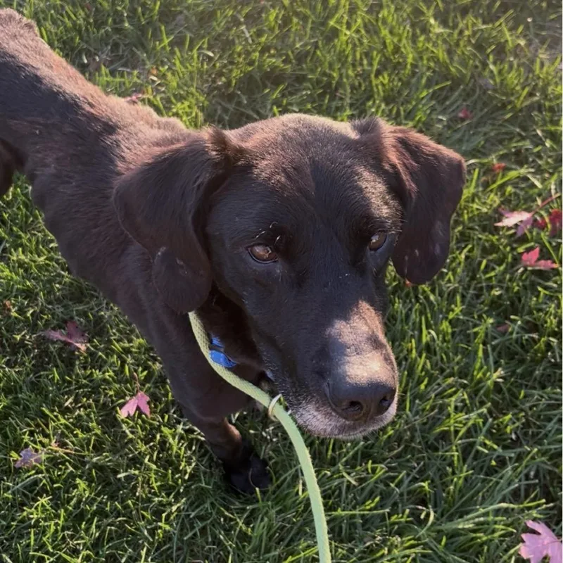A senior medium-sized male Black Labrador Retriever dog named Clover for adoption in Marysville, OH