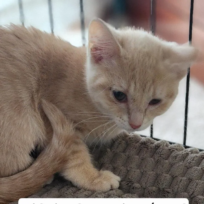 A baby small-sized female Buff / Tan / Fawn Domestic Short Hair cat named Chickorita for adoption in South Elgin, IL