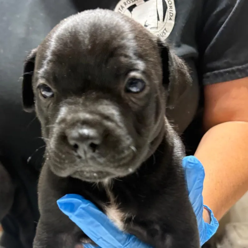A baby small-sized male Black Mixed Breed dog named Riggatoni for adoption in Milton, FL