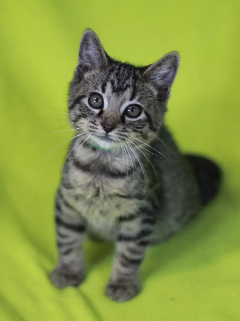 A baby small-sized male Domestic Short Hair cat named Willy for adoption in Cookeville, TN