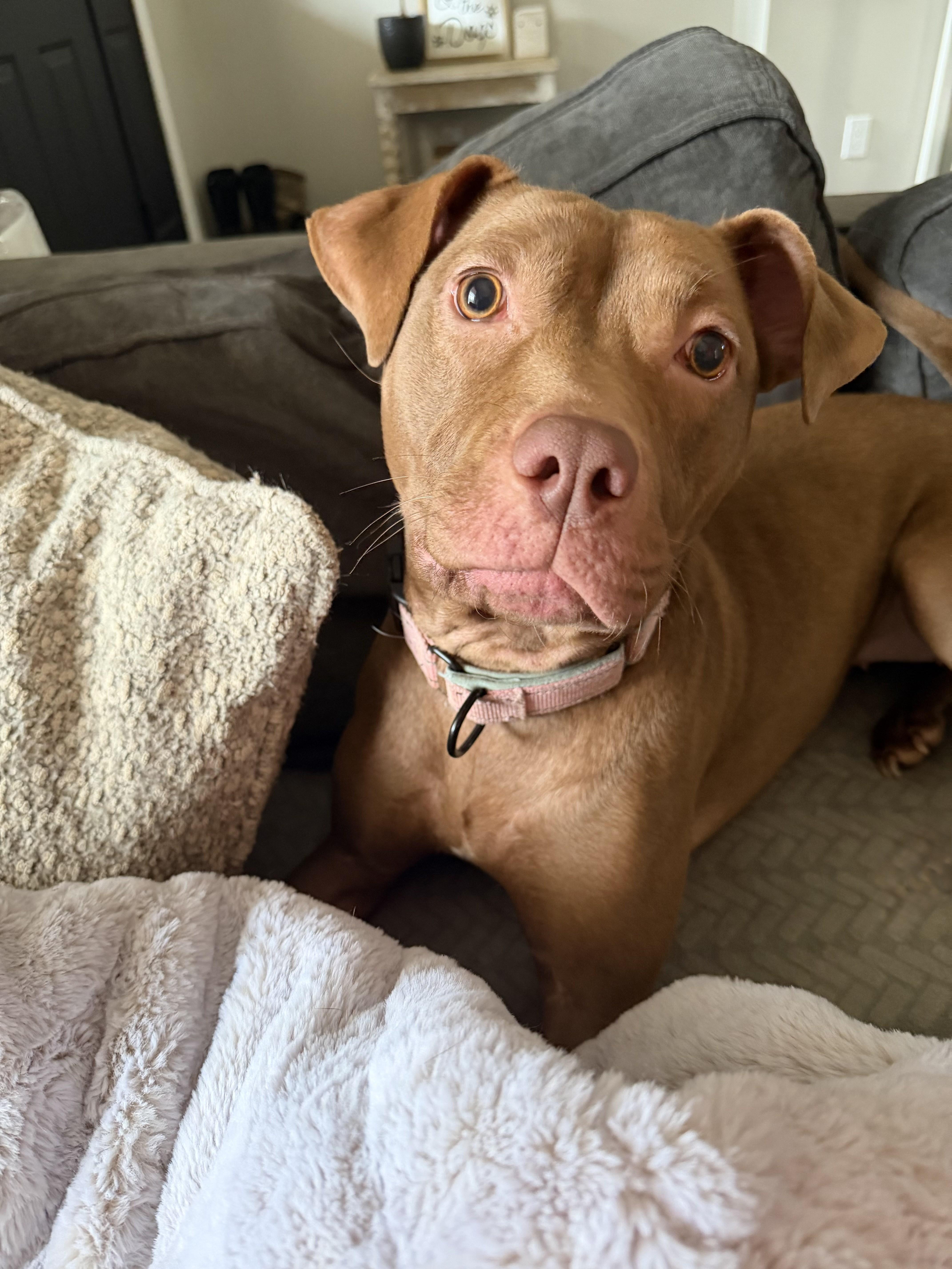 An adult medium-sized female Brown / Chocolate Pit Bull Terrier dog named Kiko for adoption in Cornelius, NC