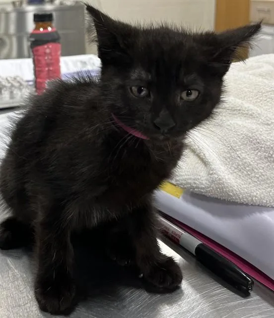 A baby small-sized female Domestic Short Hair cat named Shan for adoption in Upper Marlboro, MD