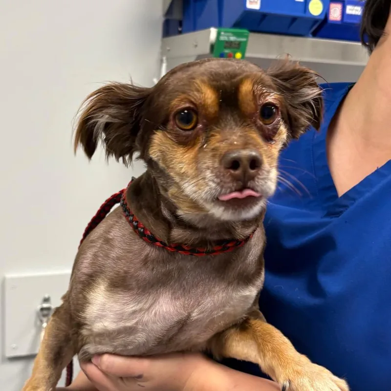 An adult small-sized male Brown / Chocolate Mixed Breed dog named Max for adoption in Greenville, SC
