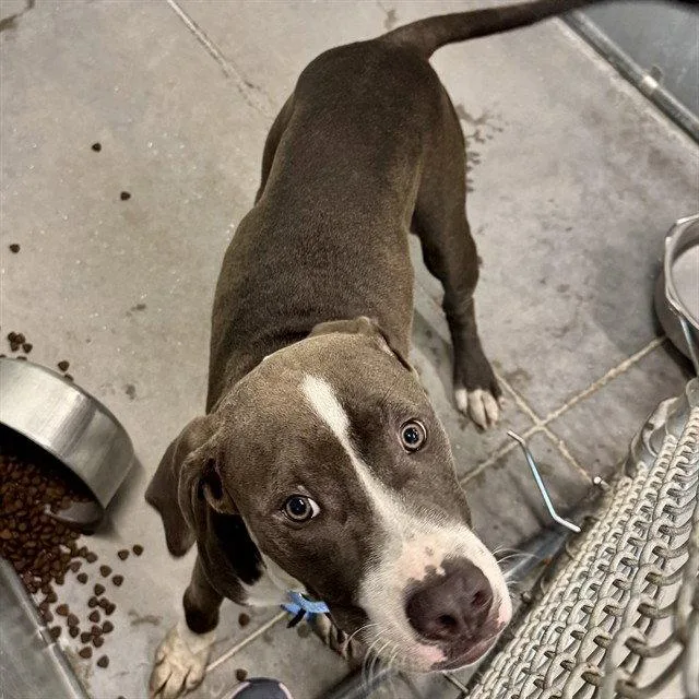 A young medium-sized male Pit Bull Terrier dog named Austin for adoption in Tavares, FL