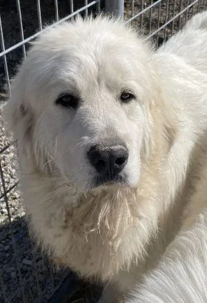 A young large-sized male Great Pyrenees dog named Sundance for adoption in Savannah, MO