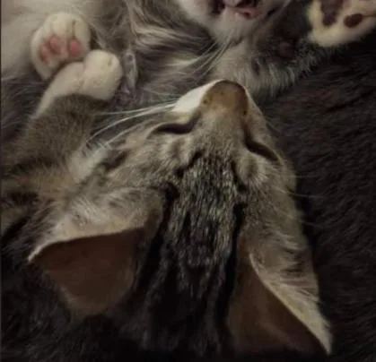 A baby medium-sized female Domestic Short Hair cat named Athena for adoption in Stewartsville, NJ