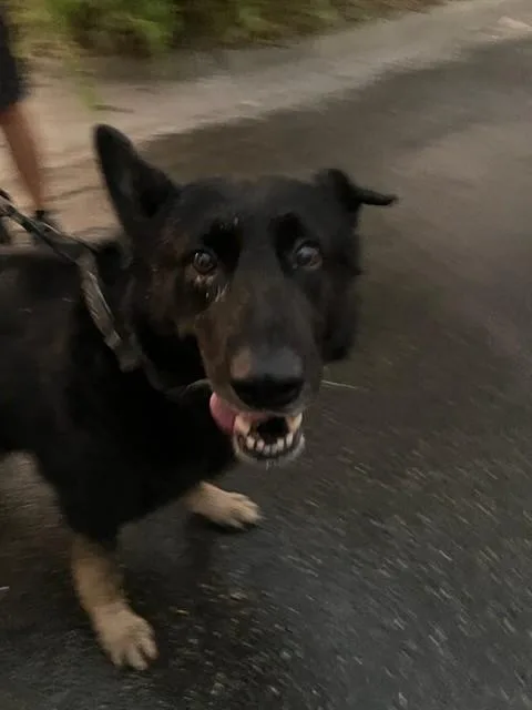 An adult large-sized male Mixed Breed dog named Lyle for adoption in Dallas, TX