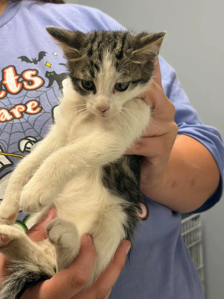 A baby medium-sized male Domestic Short Hair cat named Macaron for adoption in Republic, MO