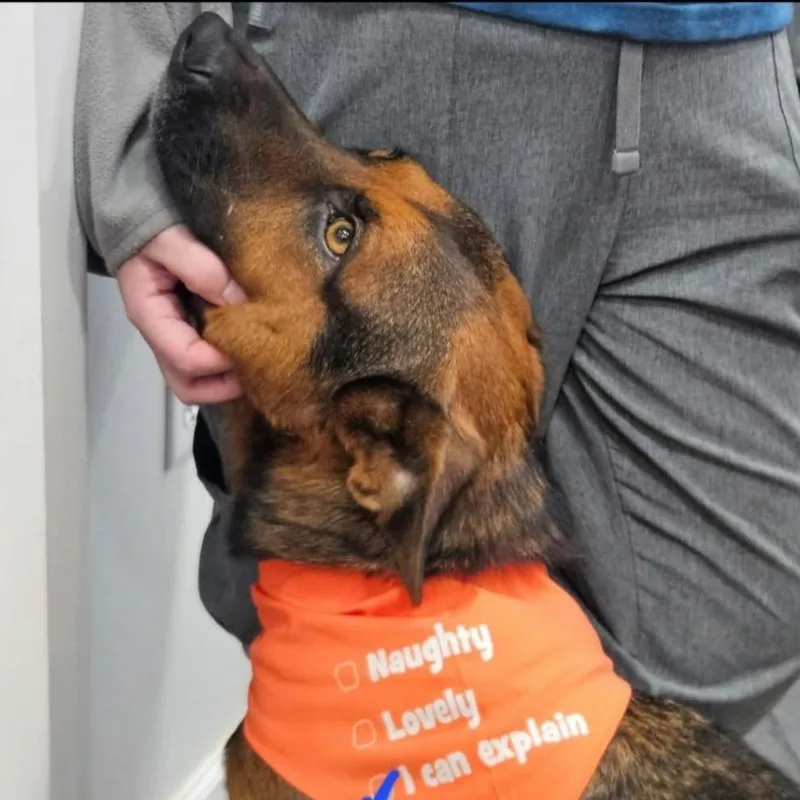 An adult medium-sized male Red / Chestnut / Orange German Shepherd Dog dog named Ernie for adoption in CORPUS CHRISTI, TX