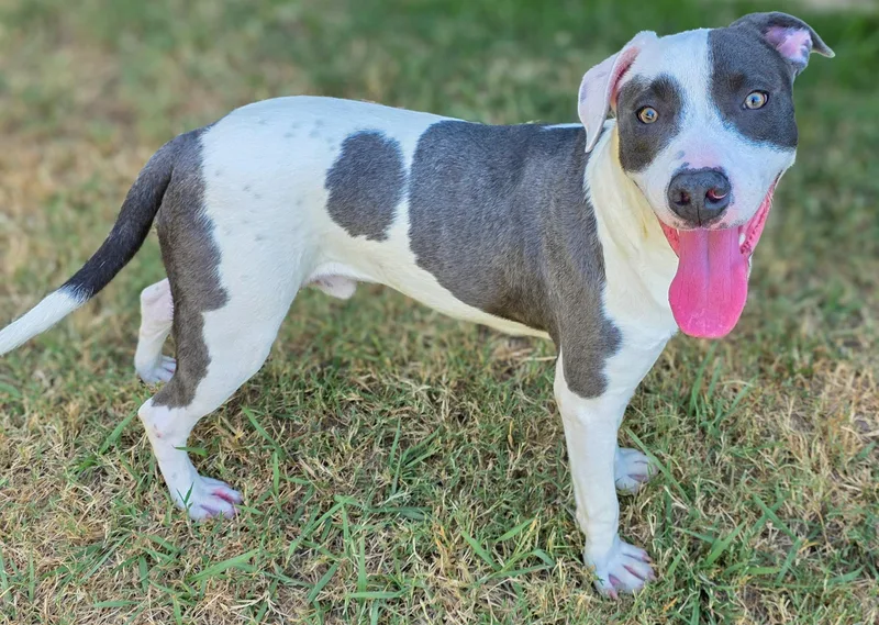 A young medium-sized male Terrier dog named Vincent for adoption in Gainesville, TX