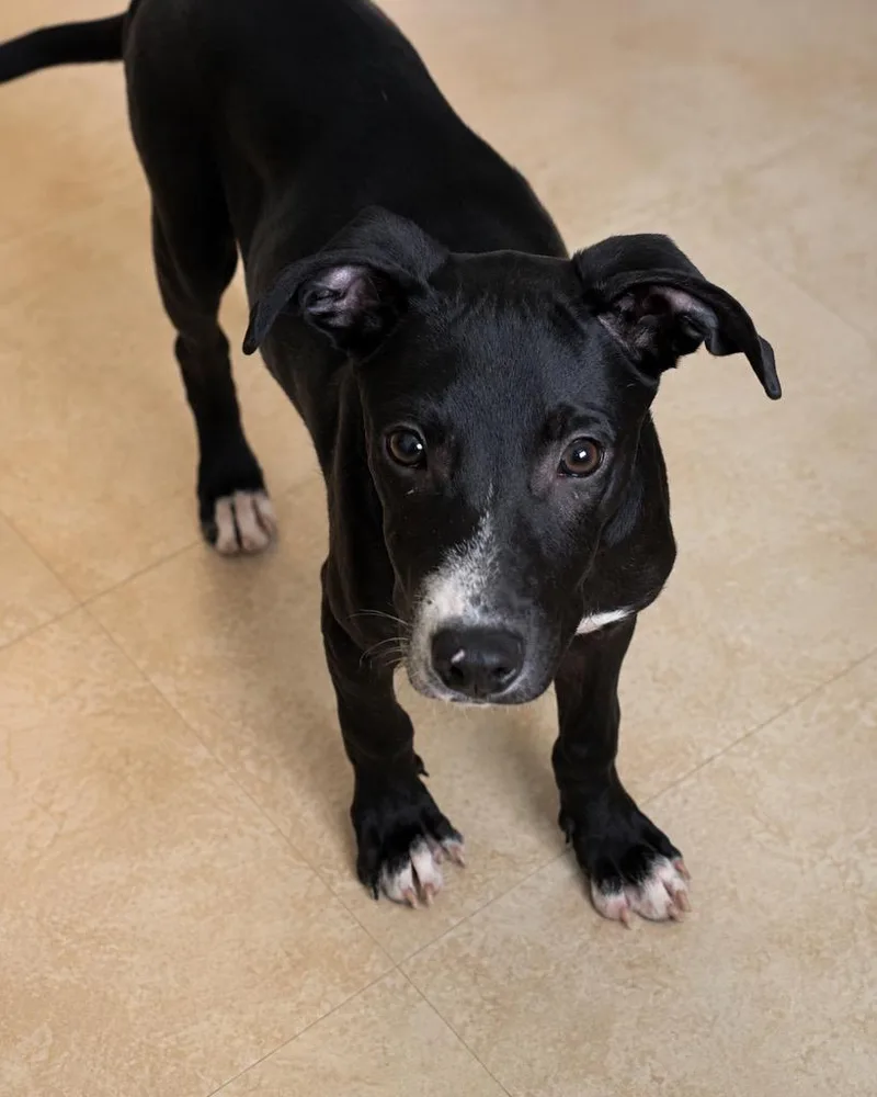 A baby extra large-sized male Labrador Retriever dog named Myron for adoption in North Syracuse, NY