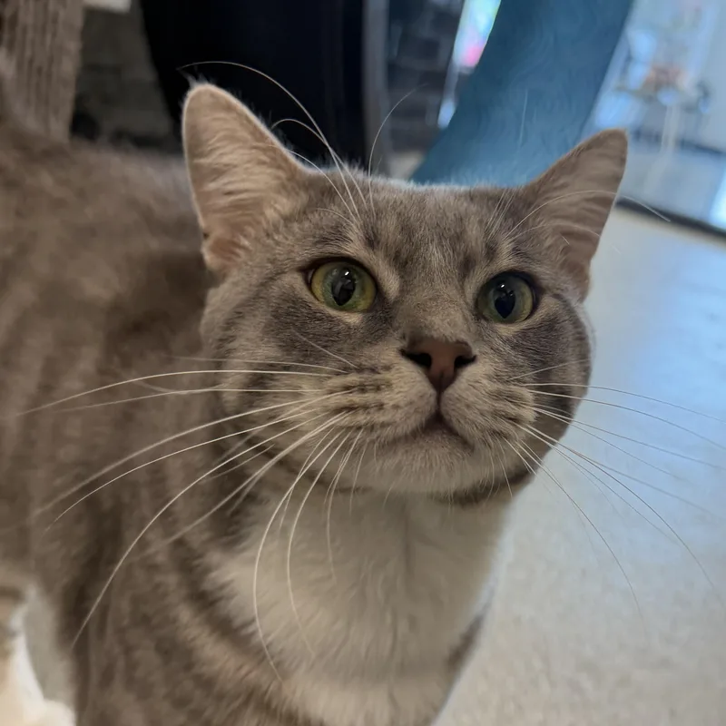 An adult large-sized male Tabby (Gray / Blue / Silver) Domestic Short Hair cat named Todrick for adoption in Hillsboro, MO