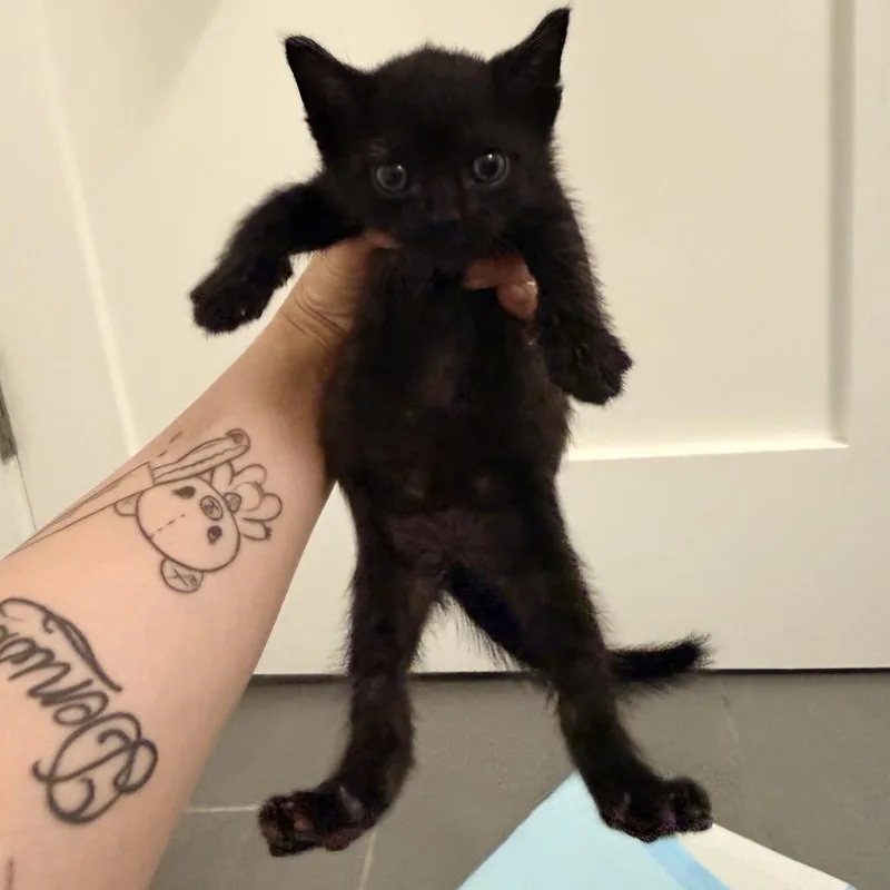 A baby small-sized female Black Domestic Short Hair cat named Landry for adoption in Middle Village, NY