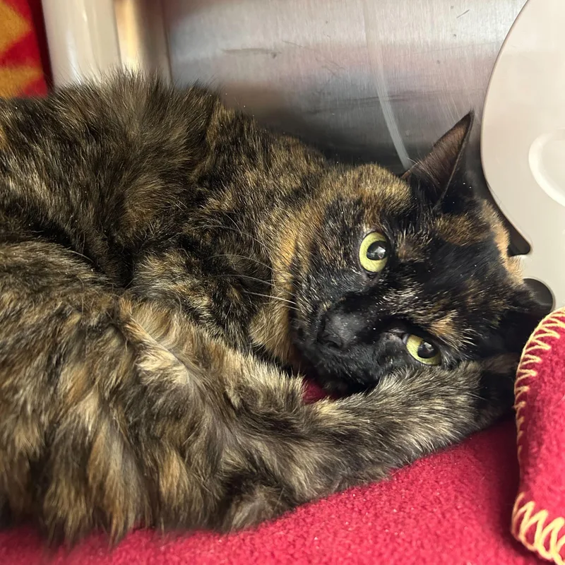 Shorti The Torti thumbnail 2