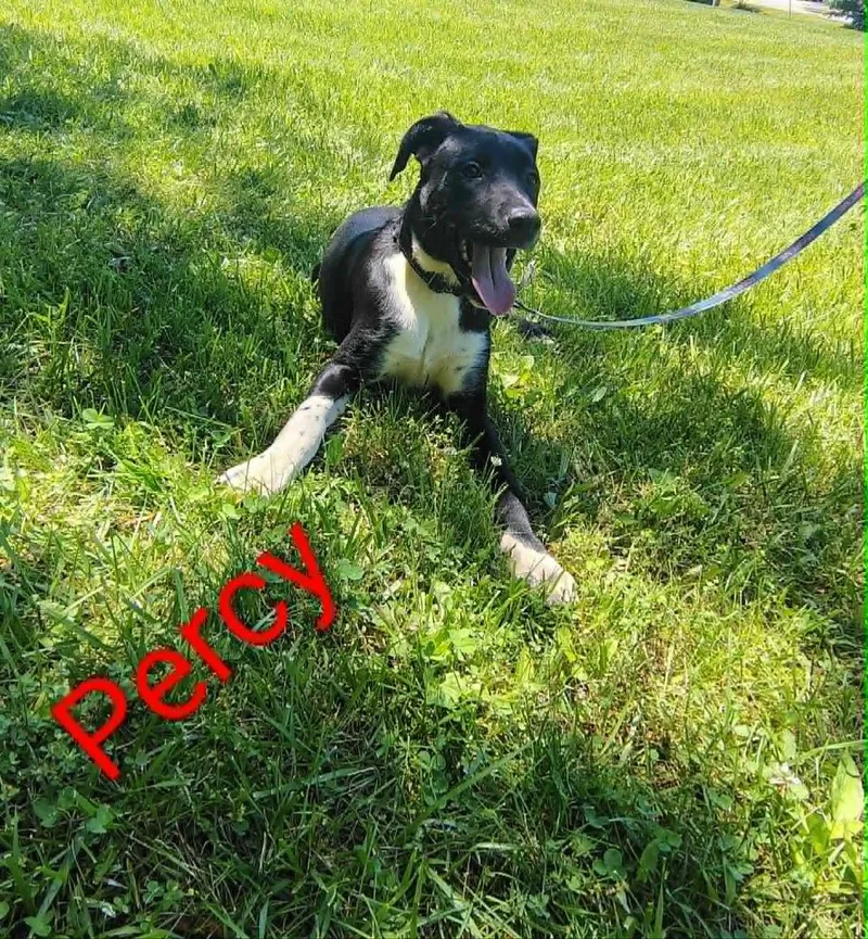 Percy thumbnail 2