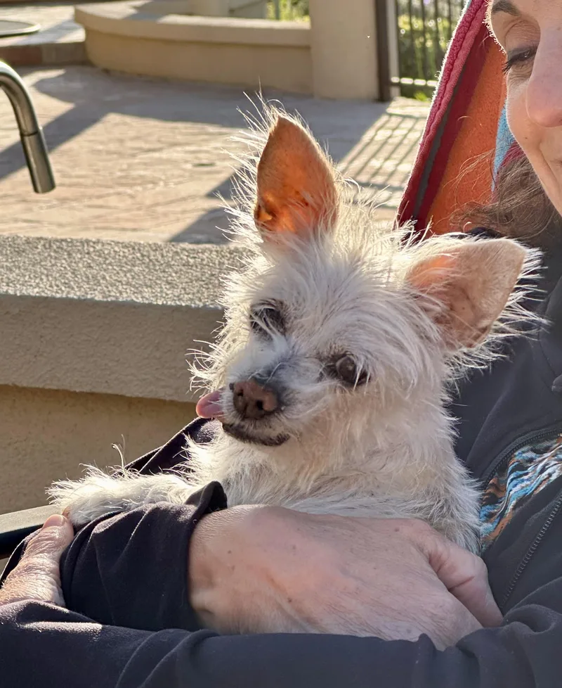 A senior small-sized female Apricot / Beige Yorkshire Terrier dog named Farrah for adoption in Elk Grove, CA