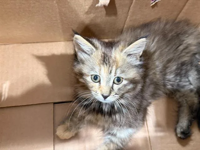 A baby small-sized female Domestic Medium Hair cat named A for adoption in Charlotte, NC