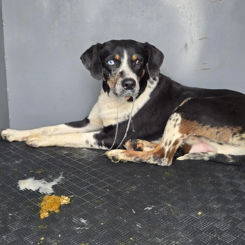 A young medium-sized male Catahoula Leopard Dog dog named Leonard for adoption in Newark, NJ