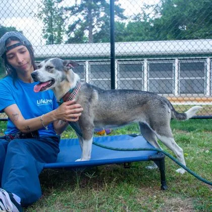 An adult medium-sized female Mixed Breed dog named Matilda for adoption in Chamblee, GA