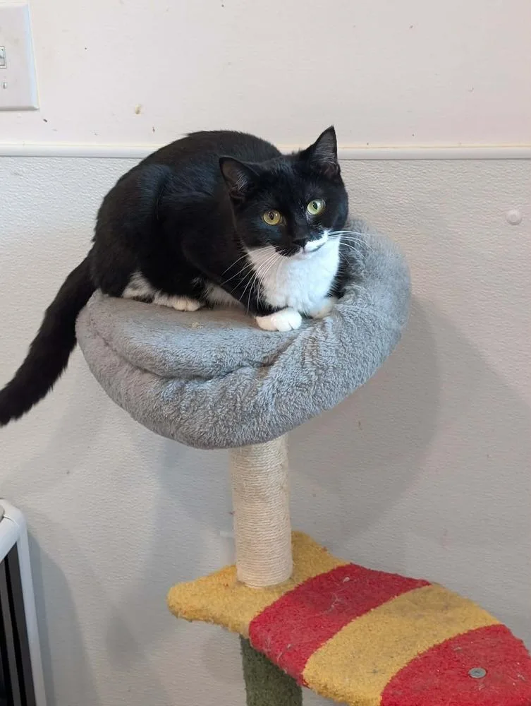 A young medium-sized male Domestic Short Hair cat named Beetlejuice Beetlejuice Beetlejuice! for adoption in Franklin, PA