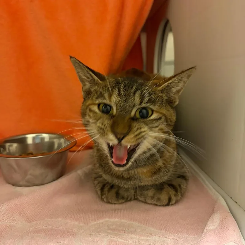 An adult medium-sized female Domestic Short Hair cat named Voxie for adoption in Council Bluffs, IA