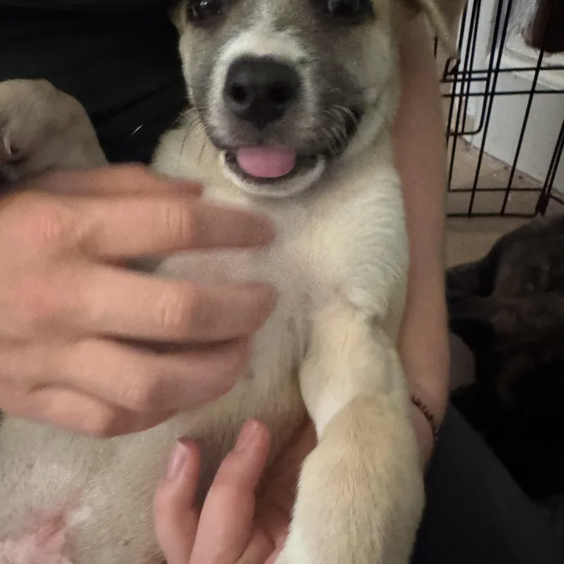 A baby medium-sized male Labrador Retriever dog named Odysseus for adoption in San Diego, CA