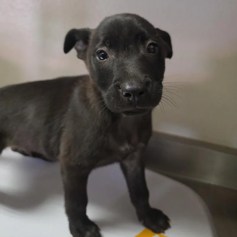 A baby small-sized male Black Retriever dog named Applesauce for adoption in San Antonio, TX