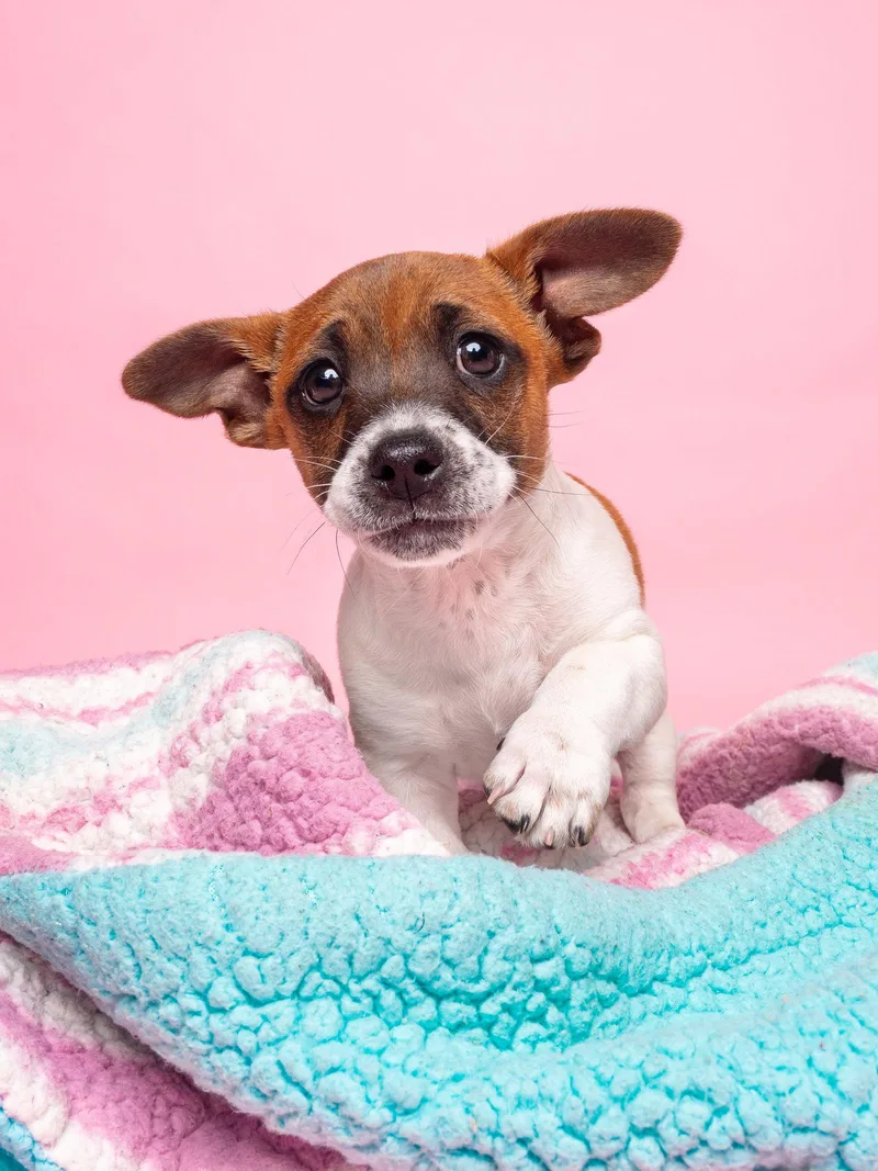 A baby small-sized female Dachshund dog named Candy: Sugar Baby for adoption in Palo Alto, CA