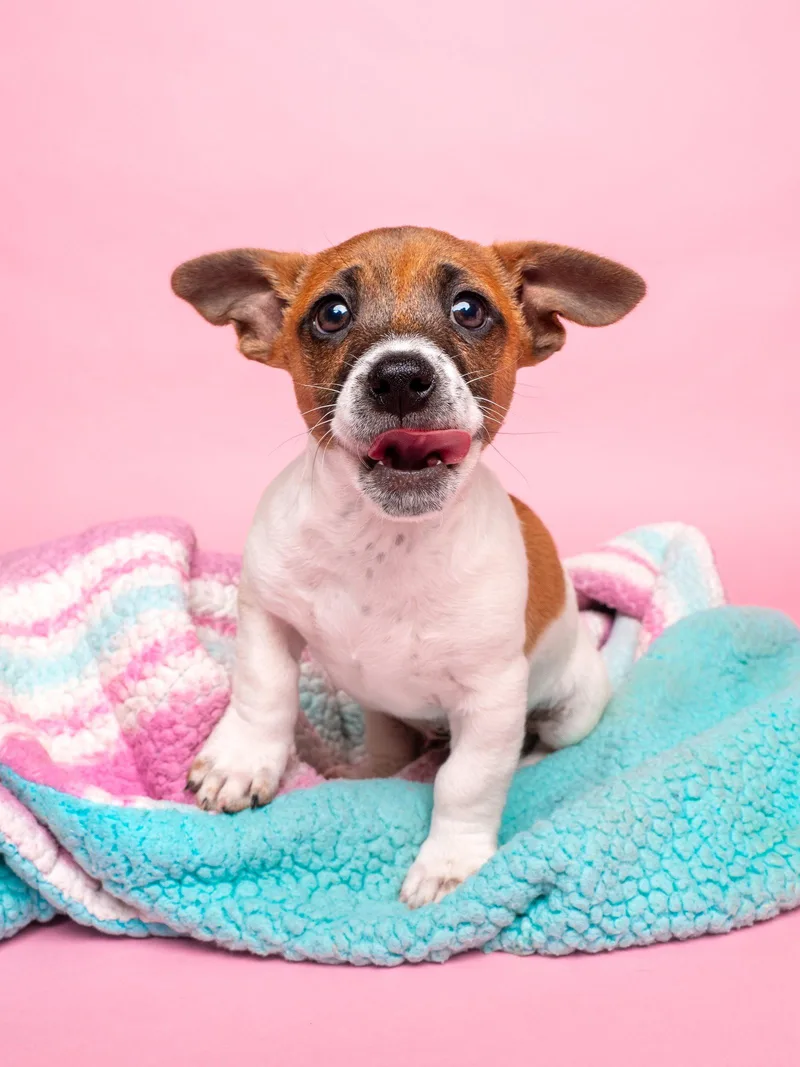 Candy: Sugar Baby thumbnail 2