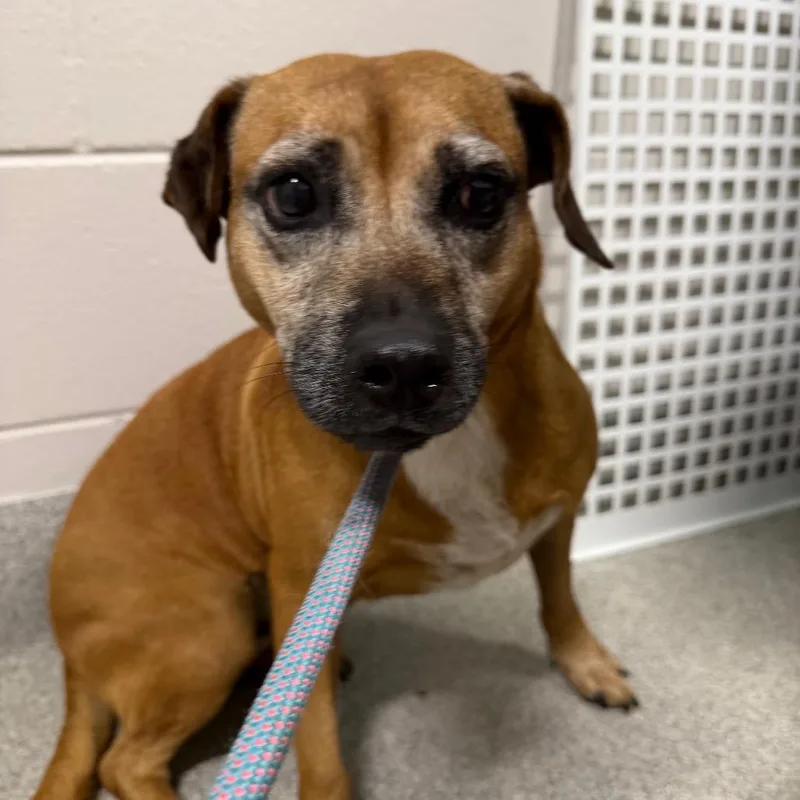 An adult medium-sized female Brown / Chocolate Mixed Breed dog named Jane for adoption in Englewood, FL