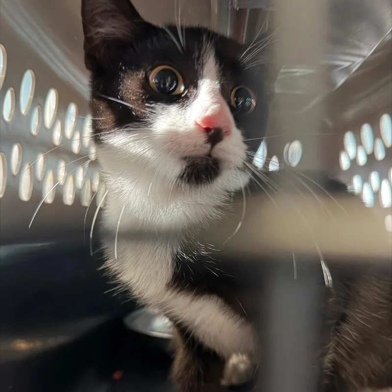 A baby small-sized male Black Domestic Short Hair cat named Stellar Baby for adoption in Greensboro, NC
