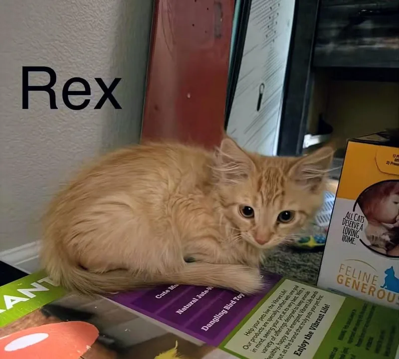 A baby medium-sized male Domestic Medium Hair cat named Rex for adoption in Reno, NV