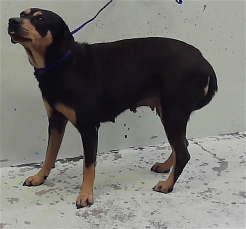 An adult medium-sized female Collie dog named Coco for adoption in Houston, TX