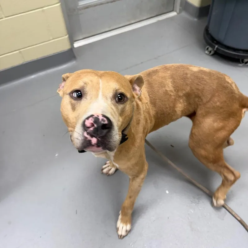 A young medium-sized male Yellow / Tan / Blond / Fawn Mixed Breed dog named StrayWeemsRoad for adoption in Columbus, GA