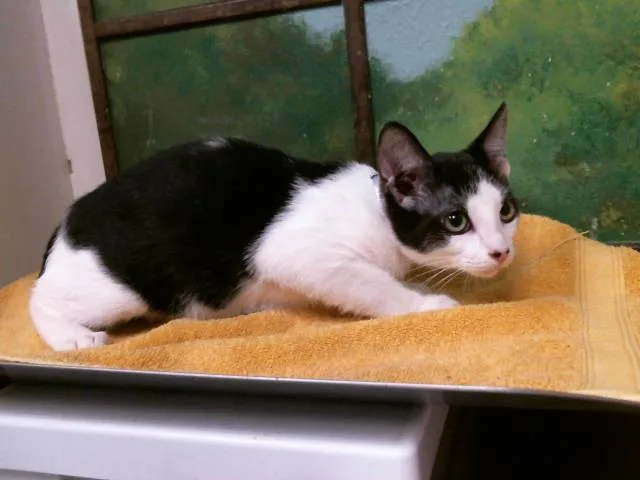 A baby small-sized male Domestic Short Hair cat named Baila for adoption in Houston, TX