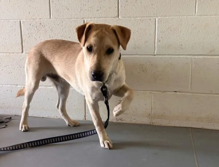 A young medium-sized male Mixed Breed dog named Buddy for adoption in Santa Fe, NM