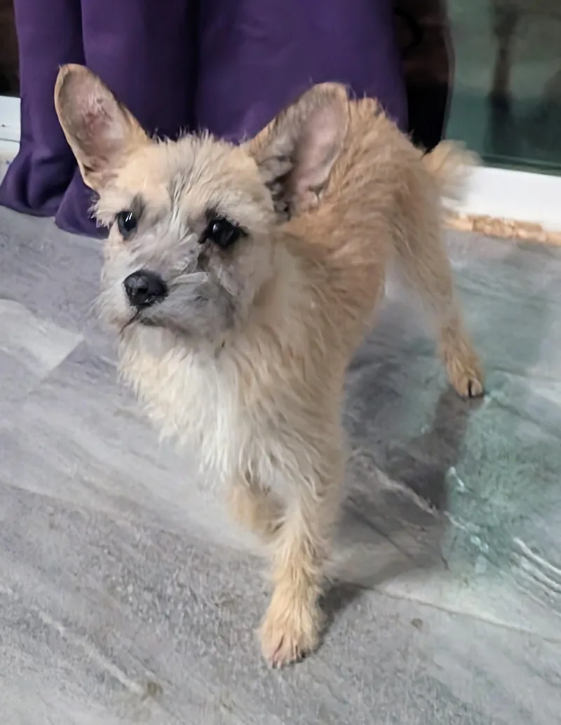 A young small-sized female Fox Terrier dog named Foxy for adoption in Saint David, AZ