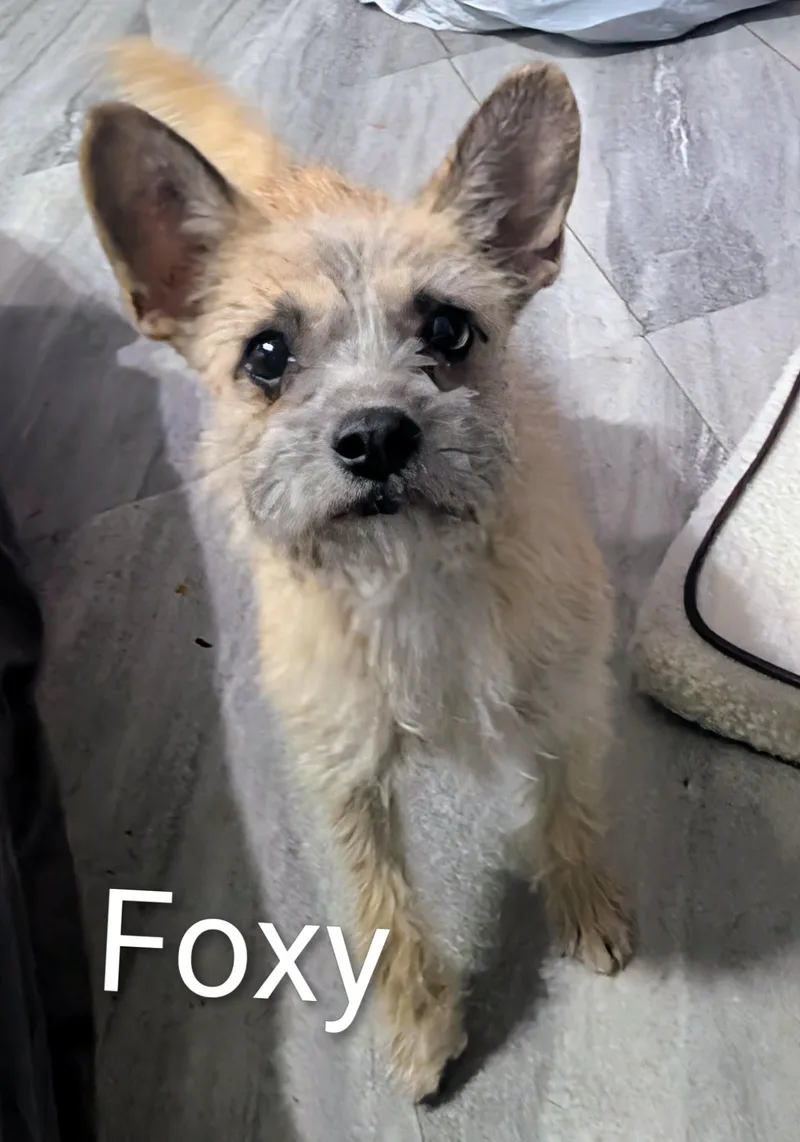 Foxy thumbnail 3