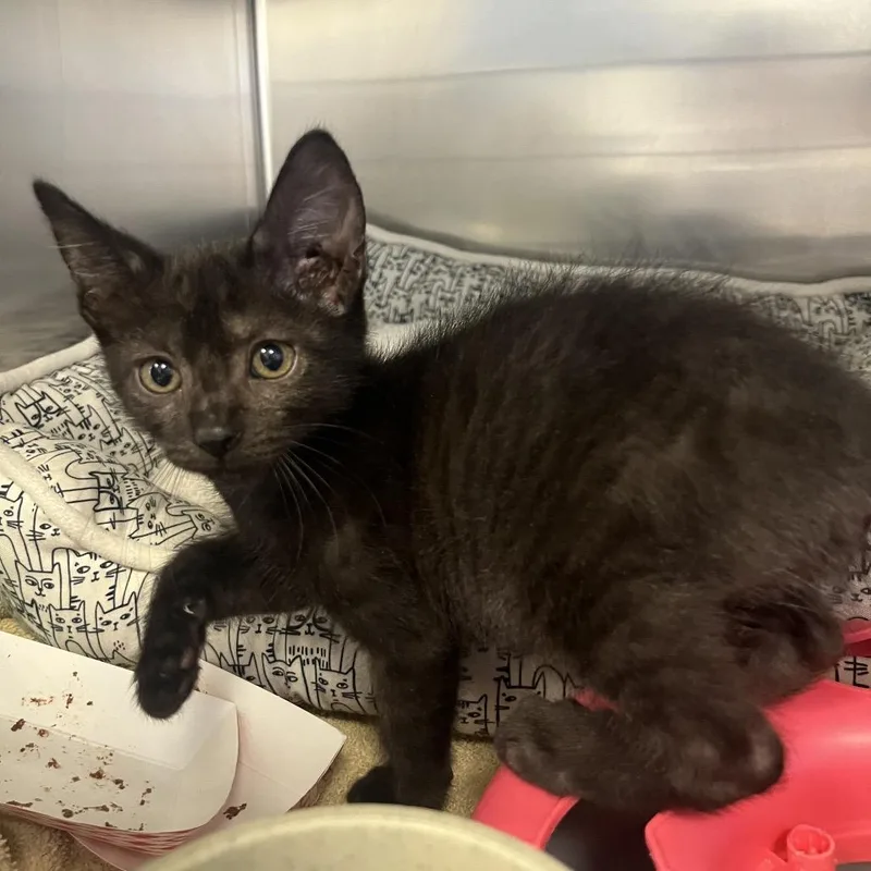 A baby small-sized male Black Domestic Short Hair cat named Hoisin for adoption in Houston, TX