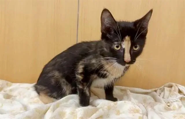 A baby small-sized female Domestic Short Hair cat named Carrot for adoption in Saint Louis, MO