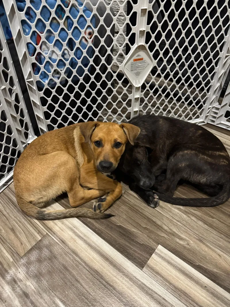 A baby medium-sized female Brindle Labrador Retriever dog named Lily Lantern for adoption in Farmington, MO