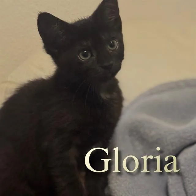 A baby small-sized female Domestic Medium Hair cat named Gloria for adoption in Auburn, CA