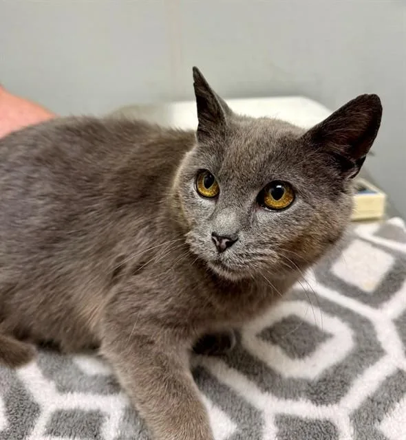 A young medium-sized female Domestic Short Hair cat named Sapphire for adoption in Leesburg, VA