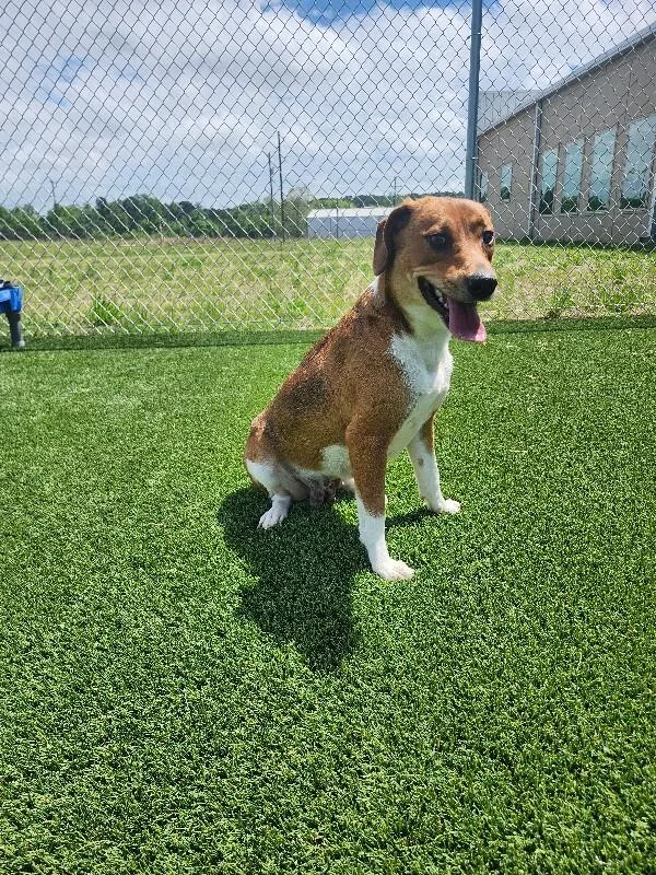 An adult medium-sized female Yellow / Tan / Blond / Fawn Mixed Breed dog named Aqua for adoption in Jackson, TN