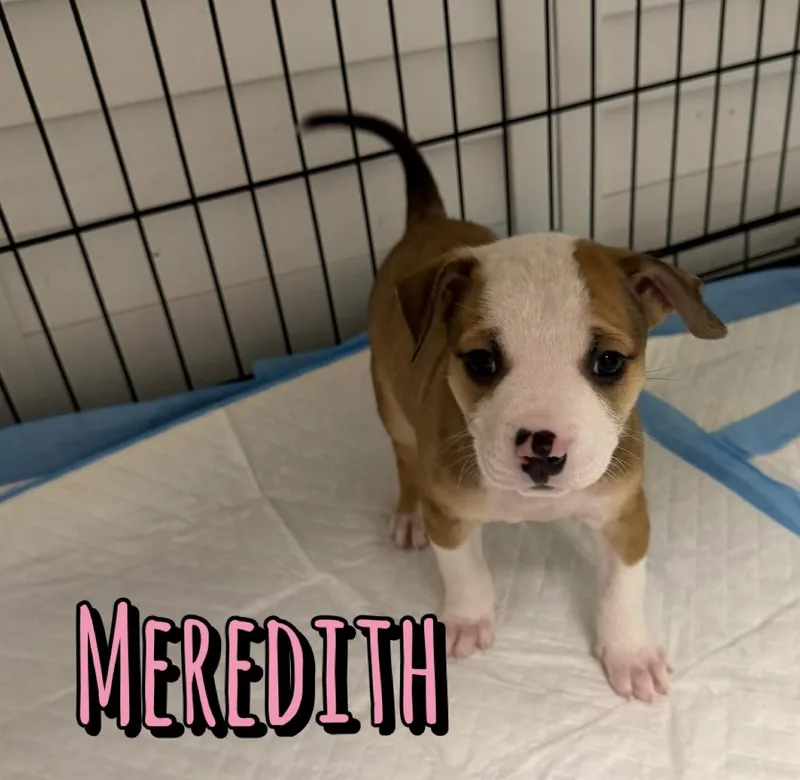 A baby medium-sized female American Staffordshire Terrier dog named Meredith for adoption in Houston, TX