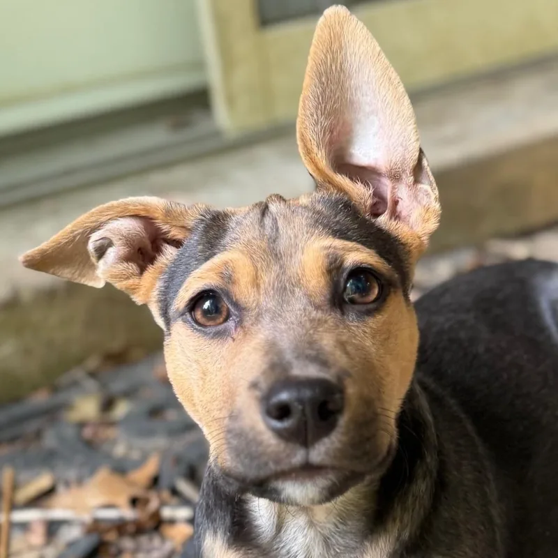 A young medium-sized female Black Shepherd dog named Luna Fka Hero Pup: for adoption in Falls Church, VA
