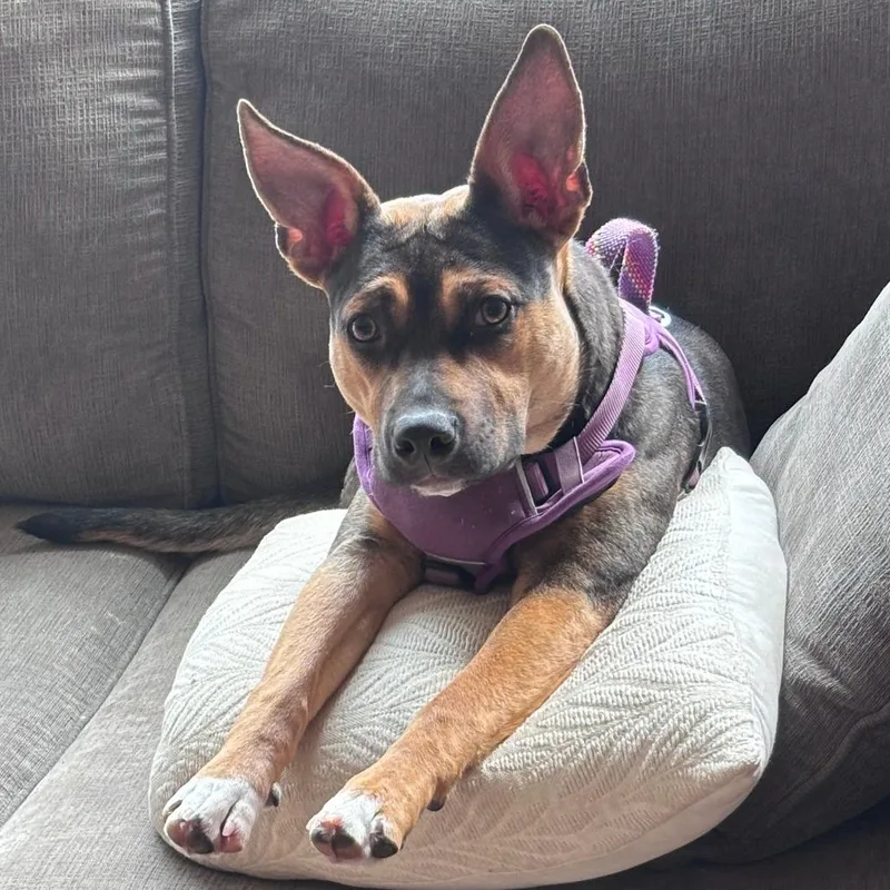 Luna Fka Hero Pup: thumbnail 3