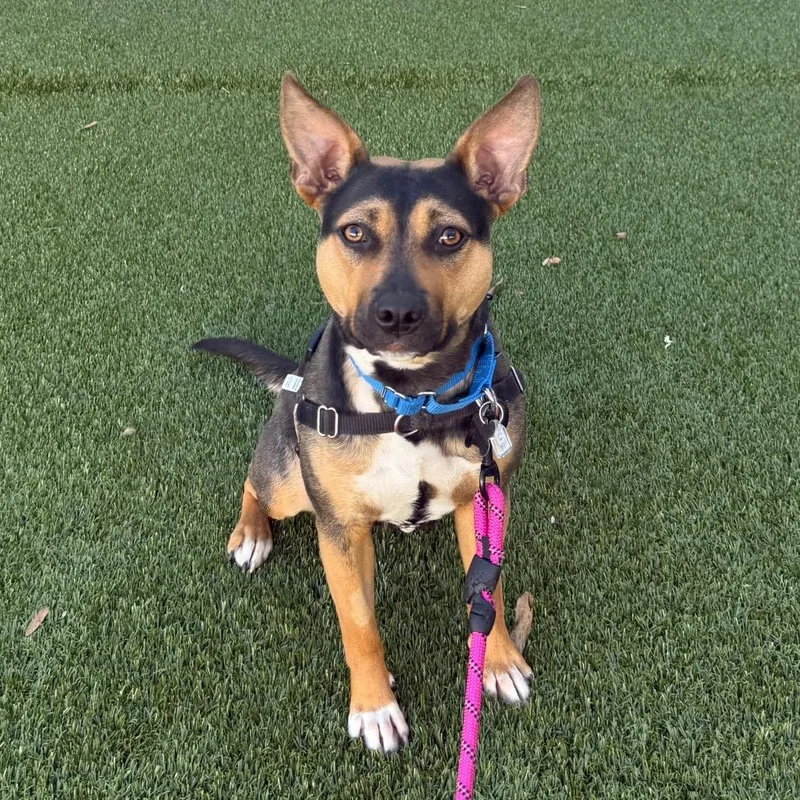 Luna Fka Hero Pup: thumbnail 6