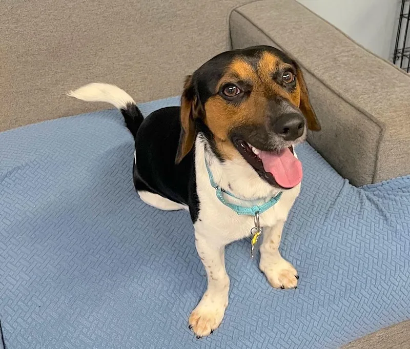 A young small-sized male Tricolor (Brown, Black, & White) Beagle dog named Cosmo for adoption in Tomball, TX
